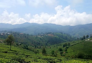 குன்னூரில் இதமான காலநிலை நிலவிய நிலையில் கல்குழி பகுதியில் காணப்படும் ...