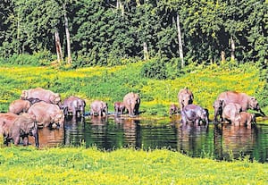 கேரள மாநிலம் மூணாறு அருகே ஆனக்குளம் ஆற்றில் குறித்த காட்டு யானைகள்.