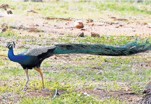 இரையை தேடி தென்னந்ததோப்புகளில் வலம் வரும் மயில் காண்போரை ...