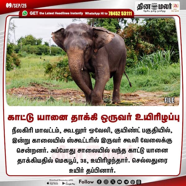 காட்டு யானை தாக்கி ஒருவர் உயிரிழப்பு 