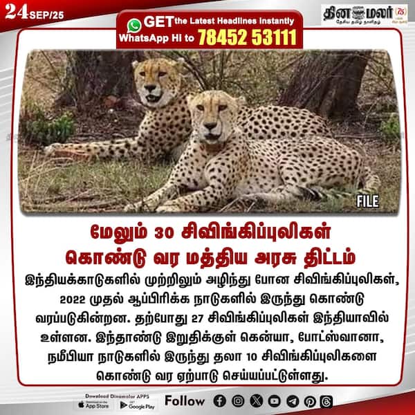 மேலும் 30 சிவிங்கிப்புலிகள் கொண்டு வர மத்திய அரசு திட்டம்