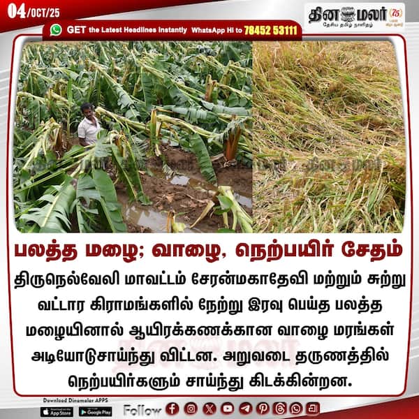 பலத்த மழை; வாழை நெற்பயிர் சேதம் 