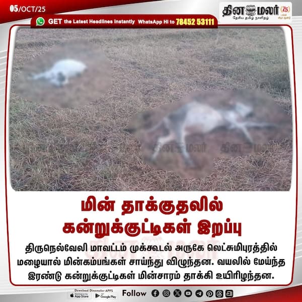 மின் தாக்குதலில் கன்றுக்குட்டிகள் இறப்பு 