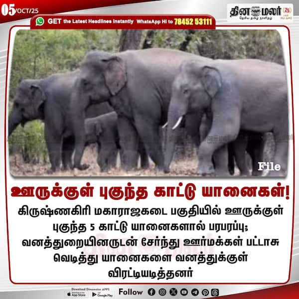 ஊருக்குள் புகுந்த காட்டு யானைகள்! 