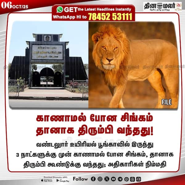காணாமல் போன சிங்கம் தானாக திரும்பி வந்தது! 