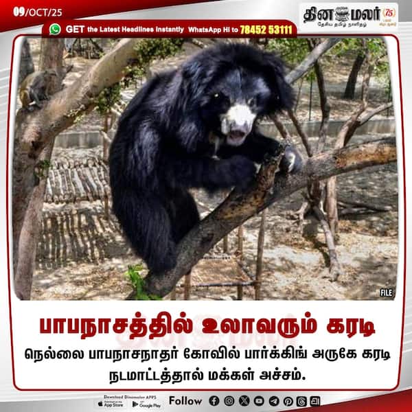 பாபநாசத்தில் உலாவரும் கரடி 