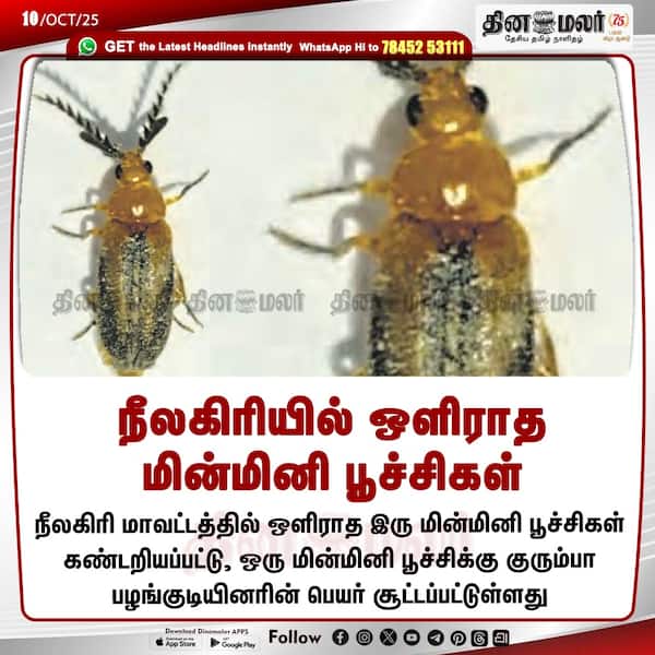 நீலகிரியில் ஒளிராத மின்மினி பூச்சிகள் 