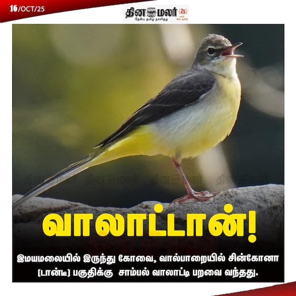 வாலாட்டான்! 
