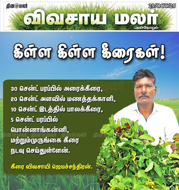 கிள்ள கிள்ள கீரைகள்! 