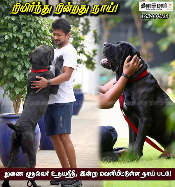 நிமிர்ந்து நின்றது நாய்! 