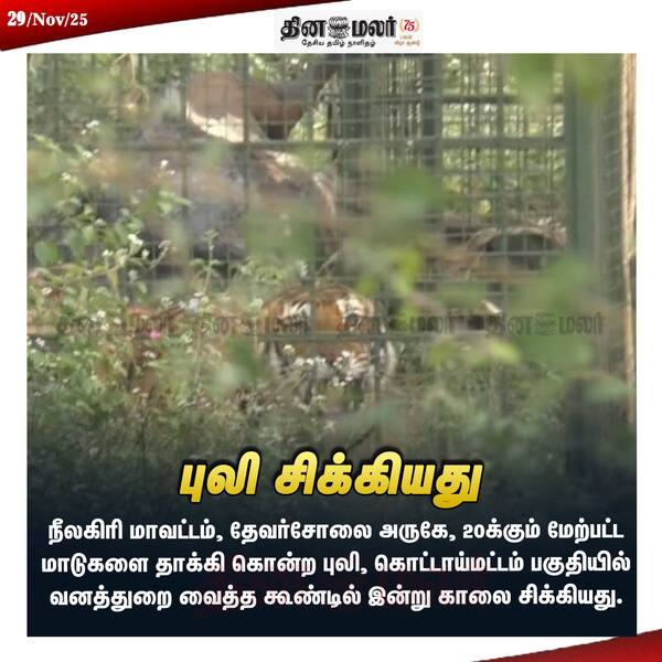 புலி சிக்கியது 