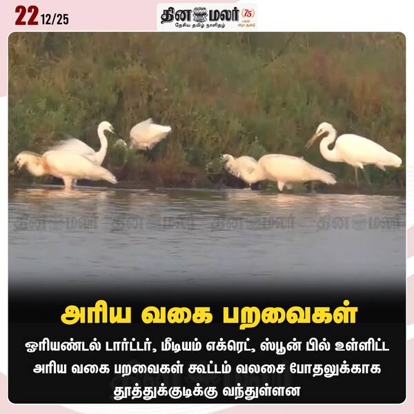 அரிய வகை பறவைகள் 