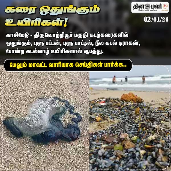 கரை ஒதுங்கும் உயிரிகள்! 