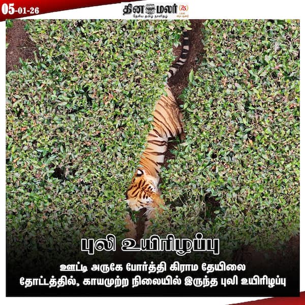 புலி உயிரிழப்பு 