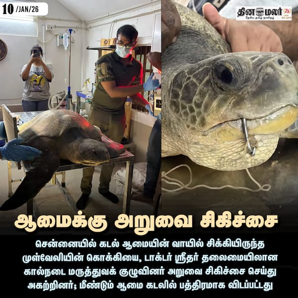 ஆமைக்கு அறுவை சிகிச்சை 