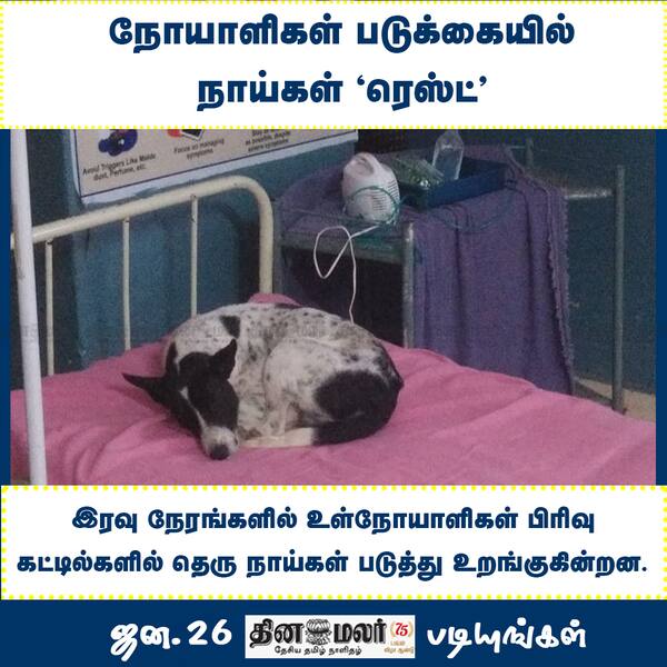 நோயாளிகள் படுக்கையில் நாய்கள் ரெஸ்ட் 
