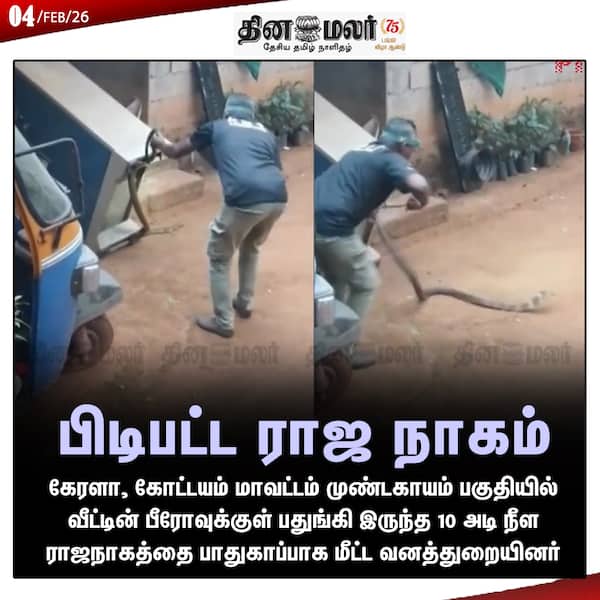 பிடிபட்ட ராஜ நாகம்