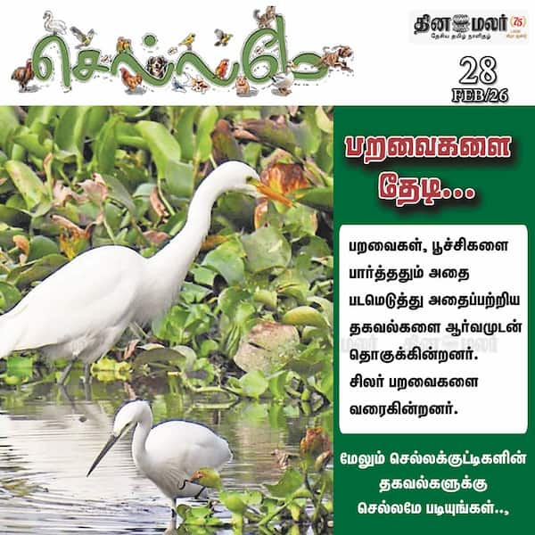 பறவைகளை தேடி... 