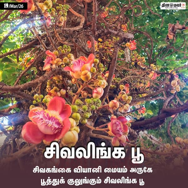 சிவலிங்க பூ 