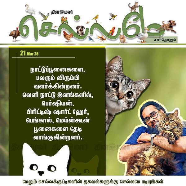 பூனைகள் வளர்ப்பு அதிகம் 