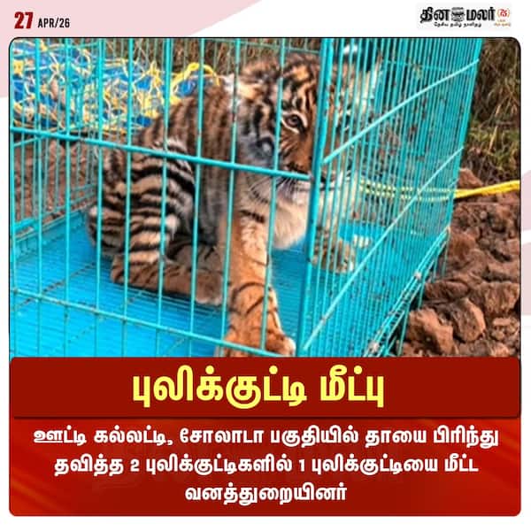 புலிக்குட்டி மீட்பு 