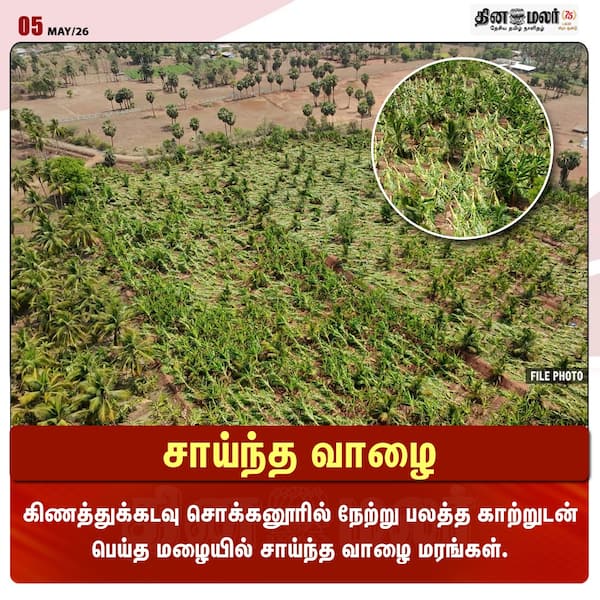 சாய்ந்த வாழை 
