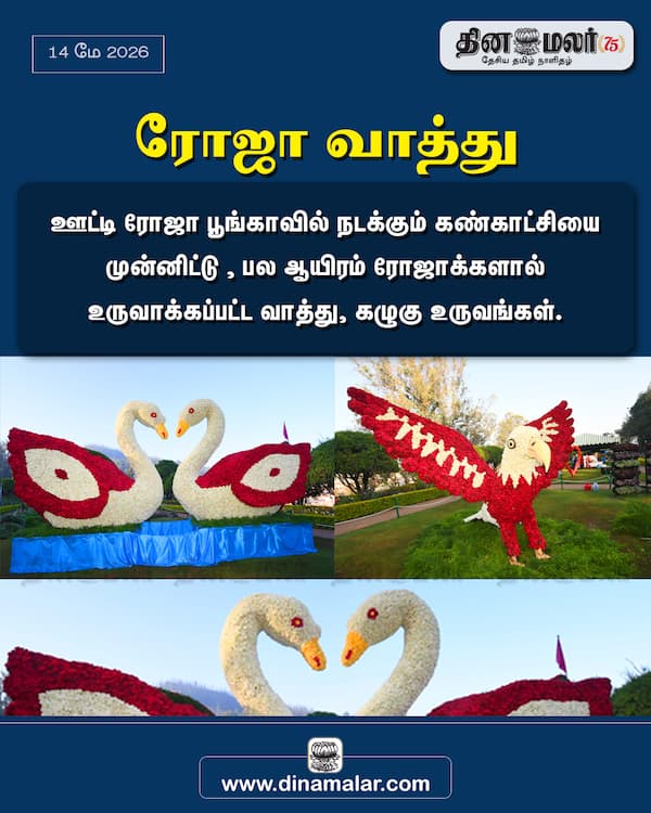 ரோஜா வாத்து 