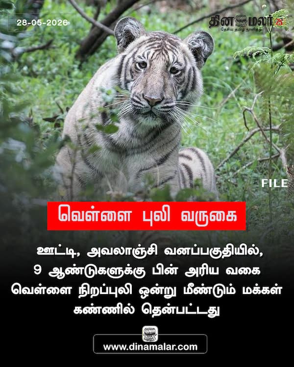 வெள்ளை புலி வருகை 