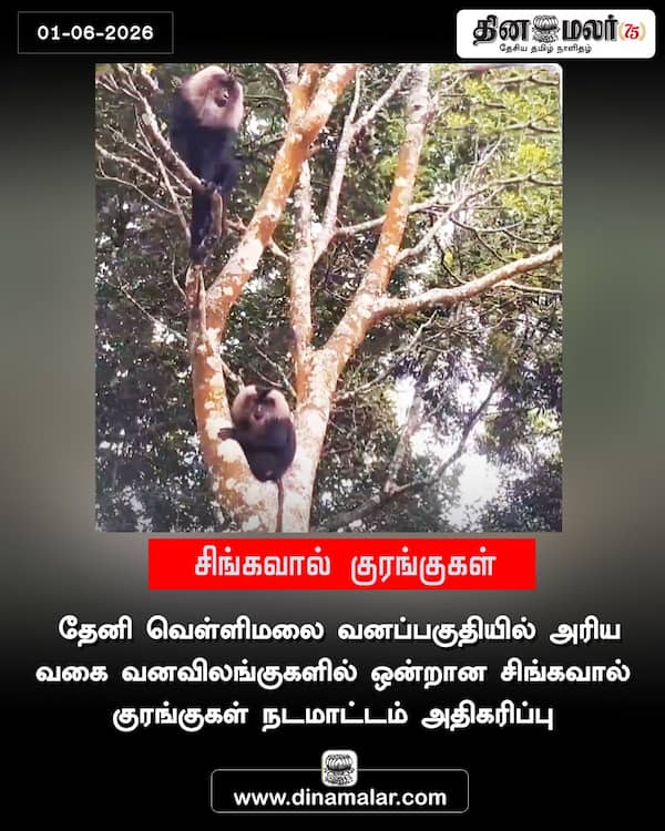 சிங்கவால் குரங்குகள் 