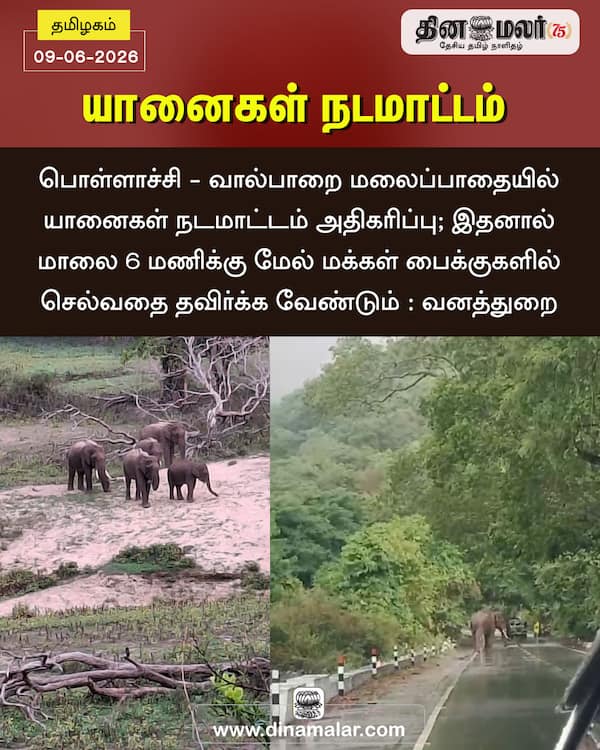 யானைகள் நடமாட்டம் 