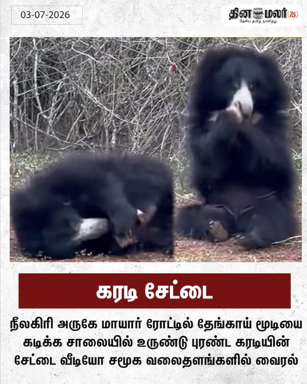 கரடி சேட்டை 
