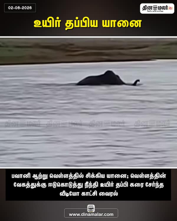 உயிர் தப்பிய யானை 