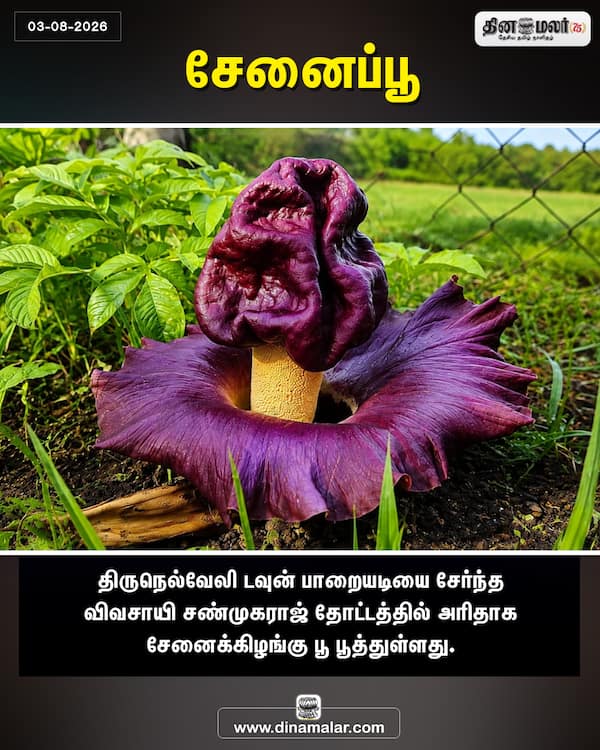 சேனைப்பூ 