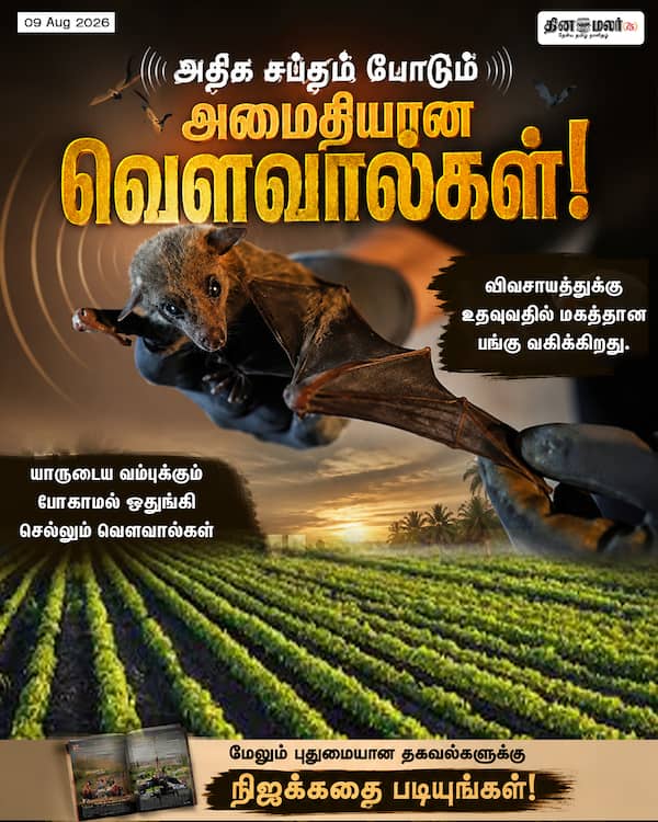 அதிக சப்தம் போடும் அமைதியான வெளவால்கள் 