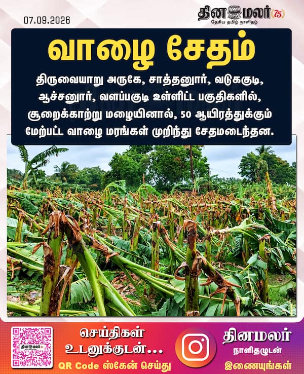 வாழை சேதம் 