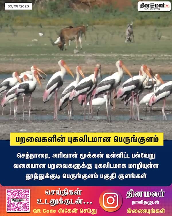 பறவைகளின் புகலிடமான பெருங்குளம் 