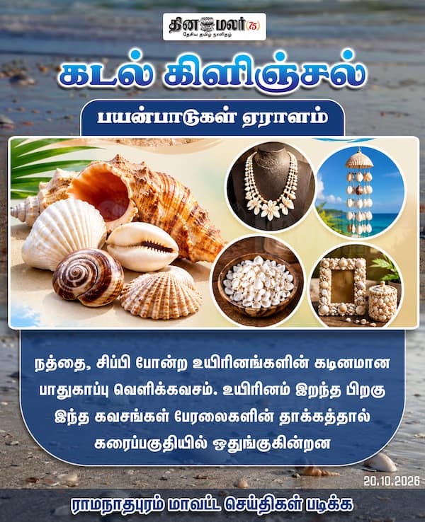 கடல் கிளிஞ்சல்பயன்பாடுகள் ஏராளம் 