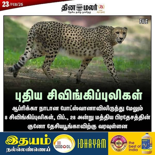 புதிய சிவிங்கிப்புலிகள் 