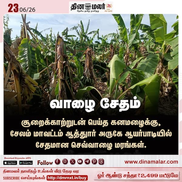 வாழை சேதம் 