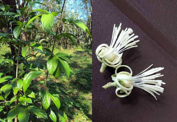 Azhinjal Tree ஏர் அழிஞ்சல் மரம் தரும் ஆத்ம தத்துவம்!
