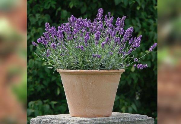 Image 1148326