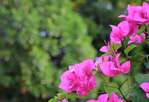 Image 1141575