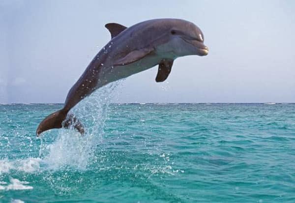 Image 1301934