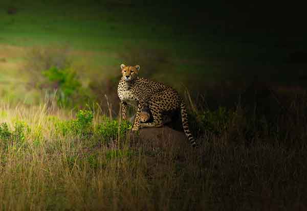 Image 1301963