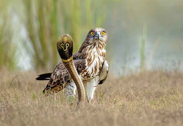 Image 1301967