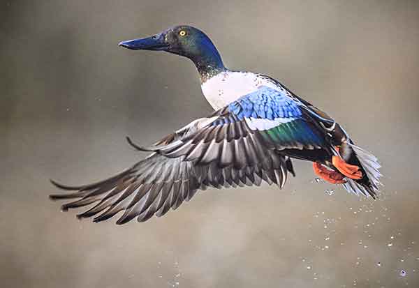 Image 1342409