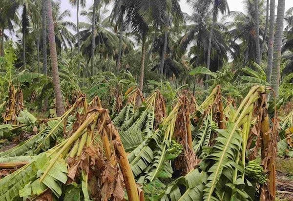  hurricane wind; Farmers are worried about the overall impact of damage to one lakh bananas  