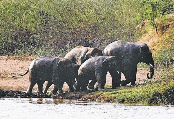  5 மாதங்களில் 20 யானைகள் பலி: காரணங்களை ஆராய்கிறது வனத்துறை 