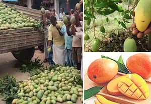 தவிக்கும் மாம்பழ விவசாயிகள்; அமைச்சரும், துறை இயக்குநரும் அமெரிக்கா பயணம்!