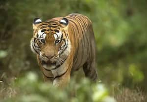  அறிவியல் ஆயிரம் : புலி தப்புவது எப்படி..